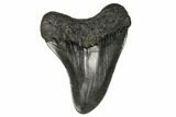 Fossil Megalodon Tooth - South Carolina #125341-1